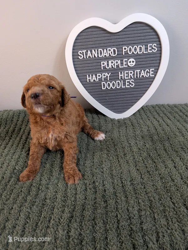 Standard Poodle- purple collar – Poodle - Standard  puppy for sale in Baton Rouge, LA