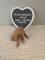 F1b Goldendoodle- pink collar, a female Goldendoodle for sale in Baton Rouge, LA – 2 of 4