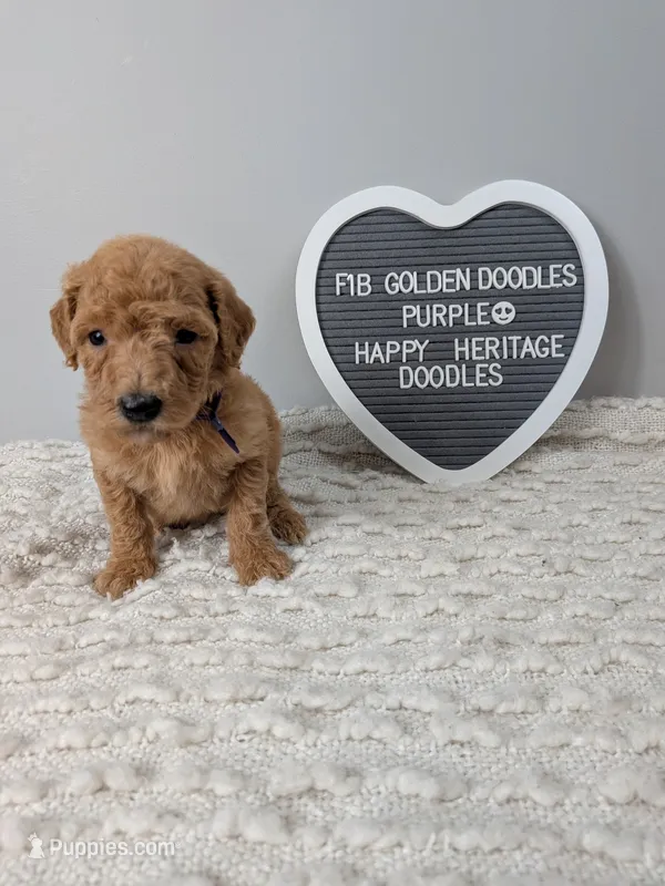 F1b Goldendoodle- purple collar – Goldendoodle puppy for sale in Baton Rouge, LA