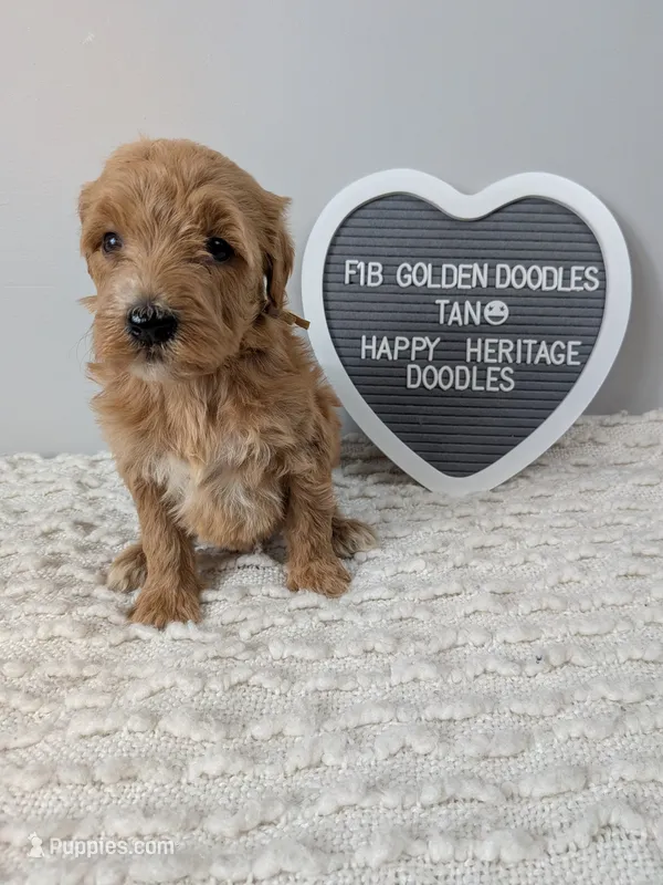 F1b Goldendoodle- tan collar – Goldendoodle puppy for sale in Baton Rouge, LA