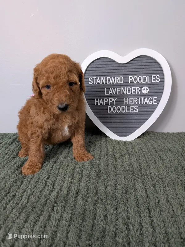 Standard Poodle- lavender collar  – Poodle - Standard  puppy for sale in Baton Rouge, LA