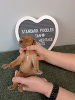Standard Poodle- tan collar, a male Poodle - Standard  for sale in Baton Rouge, LA – 2 of 3