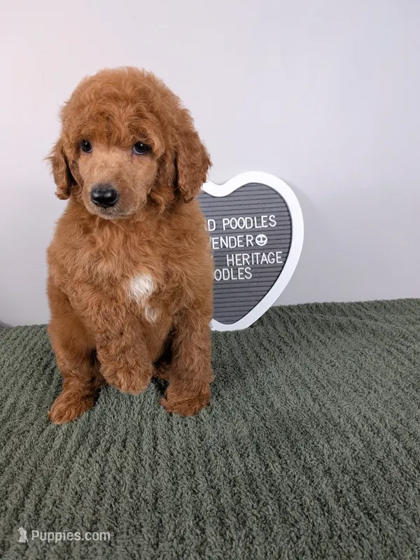Standard Poodle- lavender collar  – Poodle - Standard  puppy for sale in Baton Rouge, LA