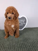 Standard Poodle- lavender collar , a female Poodle - Standard  for sale in Baton Rouge, LA – 2 of 8