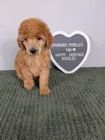 Standard Poodle- tan collar, a male Poodle - Standard  for sale in Baton Rouge, LA – 3 of 10