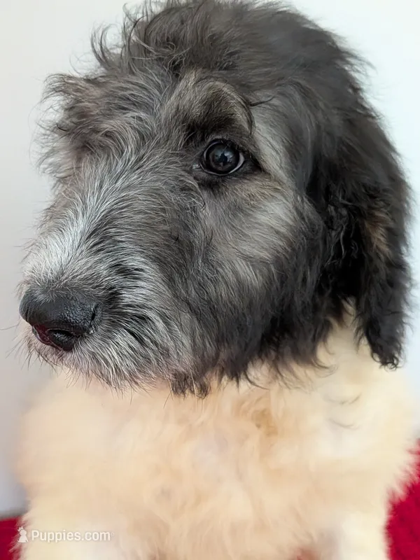 F1b sable parti Goldendoodle