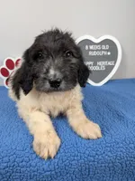 F1b sable parti Goldendoodle, a male Goldendoodle for sale in Baton Rouge, LA – Photo 4 of 10