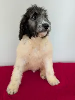 F1b sable parti Goldendoodle, a male Goldendoodle for sale in Baton Rouge, LA – Photo 10 of 10