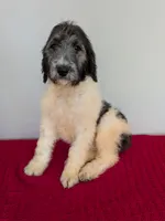 F1b sable parti Goldendoodle, a male Goldendoodle for sale in Baton Rouge, LA – Photo 9 of 10