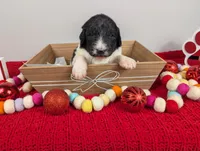 F1b sable parti Goldendoodle, a male Goldendoodle for sale in Baton Rouge, LA – Photo 5 of 10