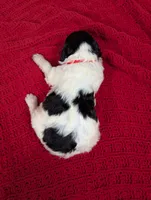 F1b sable parti Goldendoodle, a male Goldendoodle for sale in Baton Rouge, LA – Photo 6 of 10