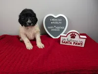 F1b sable parti Goldendoodle, a male Goldendoodle for sale in Baton Rouge, LA – Photo 3 of 10