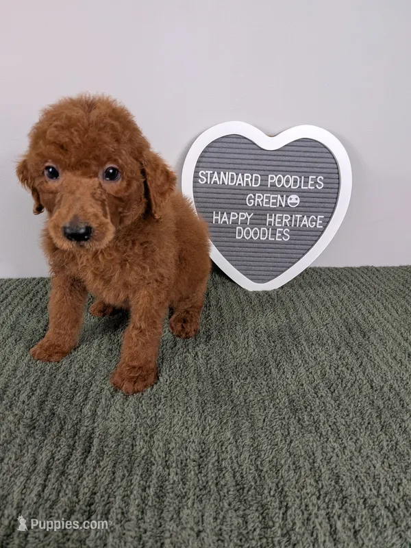 Standard Poodles- Green collar  – Poodle - Standard  puppy for sale in Baton Rouge, LA