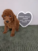 Standard Poodles- Green collar , a male Poodle - Standard  for sale in Baton Rouge, LA – 1 of 8