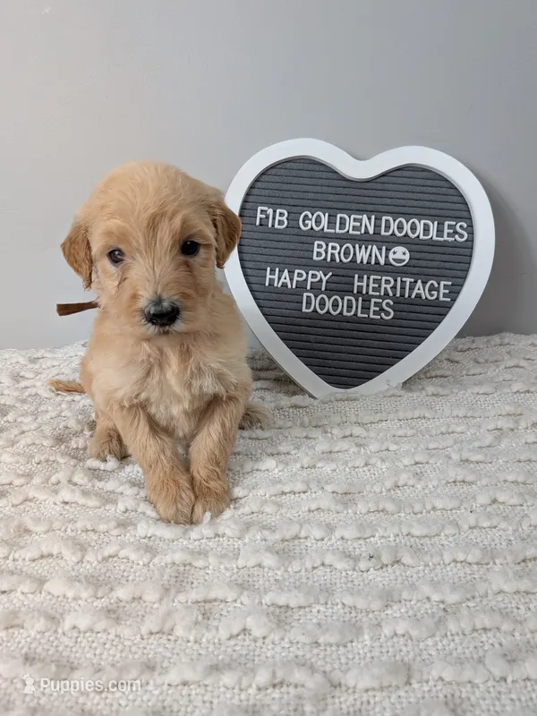 F1b Goldendoodle- brown collar – Goldendoodle puppy for sale in Baton Rouge, LA