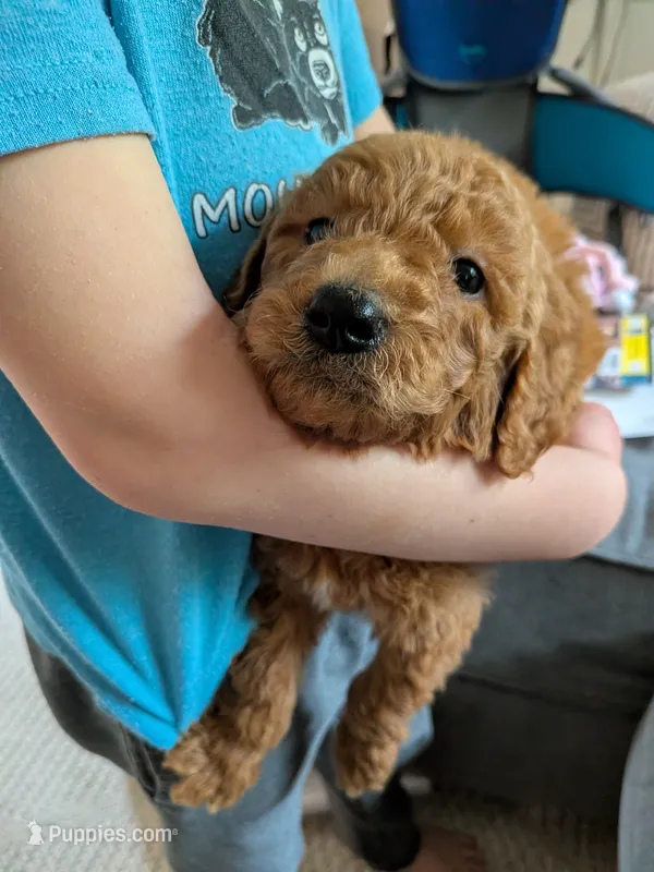 Standard Poodles- Olive collar – Poodle - Standard  puppy for sale in Baton Rouge, LA