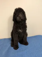 Forest F1bb Goldendoodle , a male Goldendoodle for sale in Baton Rouge, LA – 2 of 4