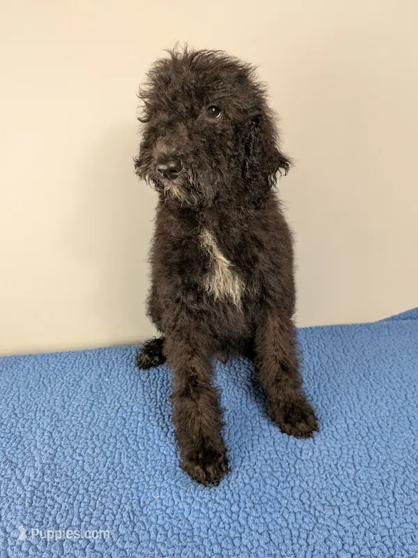 Cedar F1bb Goldendoodle – Goldendoodle puppy for sale in Baton Rouge, LA