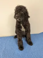 Cedar F1bb Goldendoodle, a male Goldendoodle for sale in Baton Rouge, LA – 1 of 5