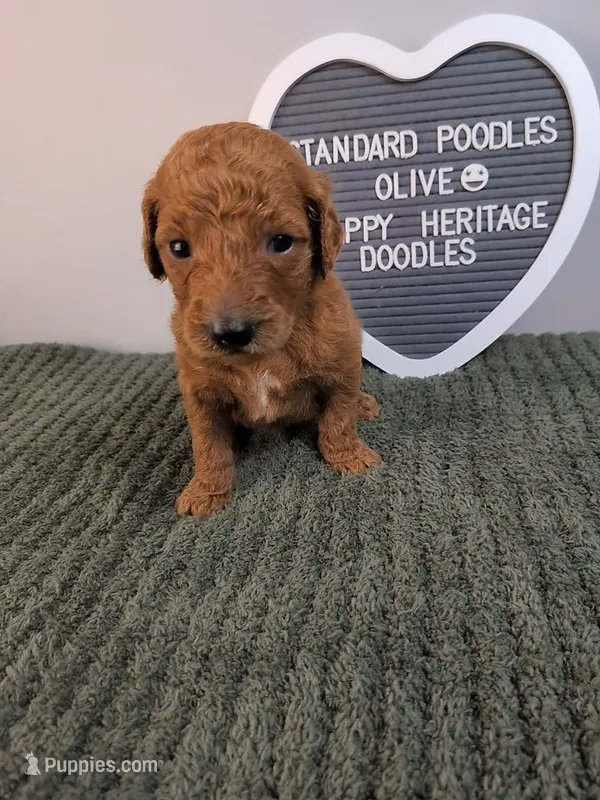 Standard Poodles- Olive collar – Poodle - Standard  puppy for sale in Baton Rouge, LA