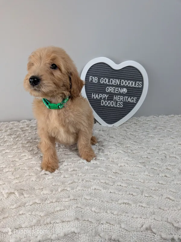F1b Goldendoodle- Green collar  – Goldendoodle puppy for sale in Baton Rouge, LA