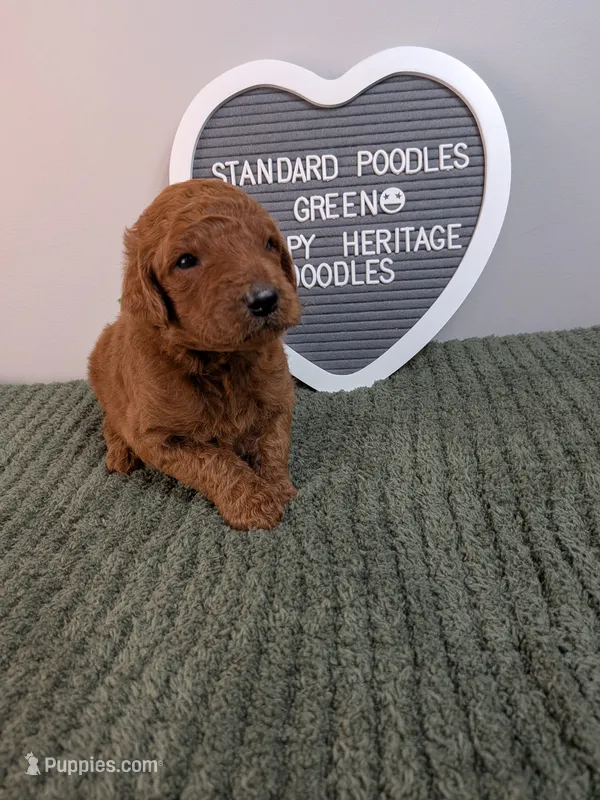 Standard Poodles- Green collar  – Poodle - Standard  puppy for sale in Baton Rouge, LA