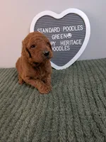 Standard Poodles- Green collar , a male Poodle - Standard  for sale in Baton Rouge, LA – 4 of 8