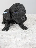 Light blue collar boy, a male Poodle - Standard  for sale in Baton Rouge, LA – Photo 4 of 4