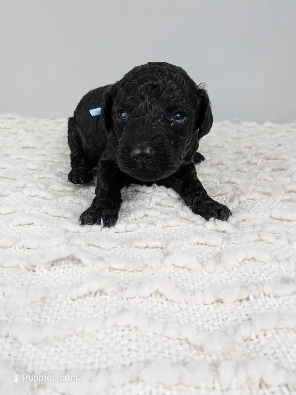 Light blue collar boy