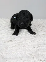 Light blue collar boy, a male Poodle - Standard  for sale in Baton Rouge, LA – Photo 1 of 4