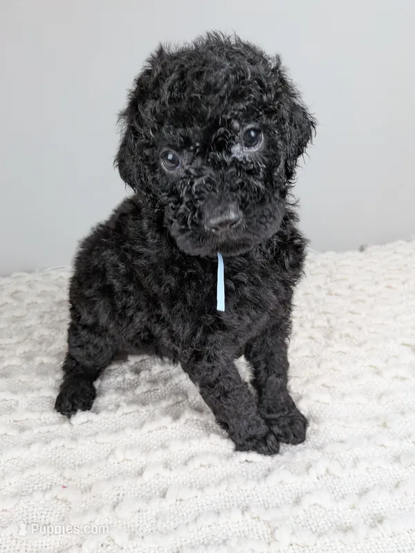 Light blue collar boy