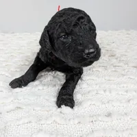 Red collar boy, a male Poodle - Standard  for sale in Baton Rouge, LA – Photo 6 of 7