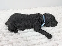 Light blue collar boy, a male Poodle - Standard  for sale in Baton Rouge, LA – Photo 3 of 4