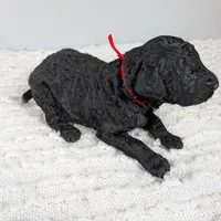 Red collar boy, a male Poodle - Standard  for sale in Baton Rouge, LA – Photo 7 of 7