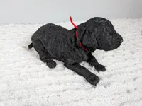 Red collar boy, a male Poodle - Standard  for sale in Baton Rouge, LA – Photo 3 of 3