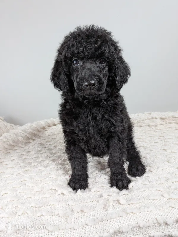 Light blue collar boy – Poodle - Standard  puppy for sale in Baton Rouge, LA