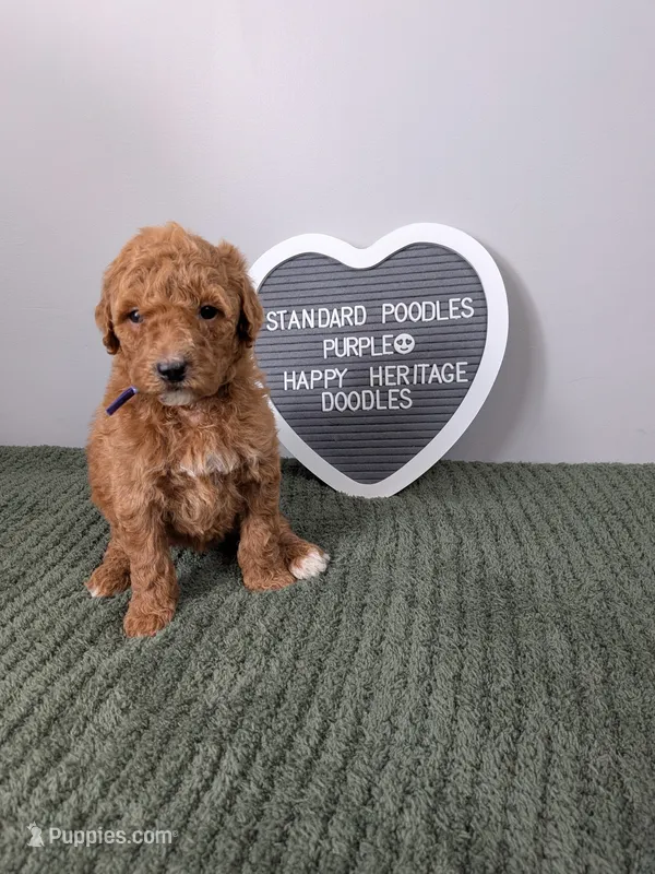 Standard Poodle- purple collar – Poodle - Standard  puppy for sale in Baton Rouge, LA