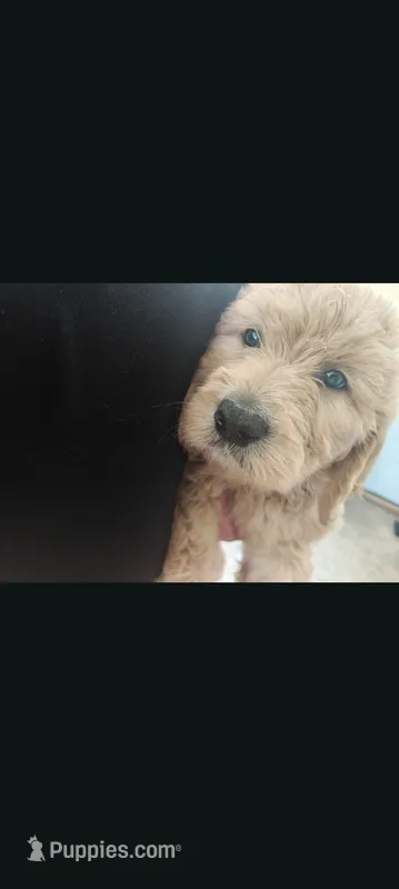 Ringo – Goldendoodle puppy for sale in Winter Haven, FL