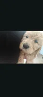 Ringo, a male Goldendoodle for sale in Winter Haven, FL – 1 of 5