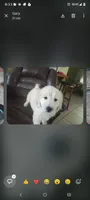 Ringo, a male Goldendoodle for sale in Winter Haven, FL – 4 of 5
