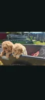 Ringo, a male Goldendoodle for sale in Winter Haven, FL – 3 of 5