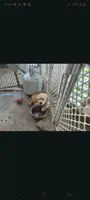 Ringo, a male Goldendoodle for sale in Winter Haven, FL – 5 of 5
