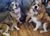 Daisy - May, a female Bernese Mountain Dog and Great Pyrenees for sale in Pine, CO – 3 of 5