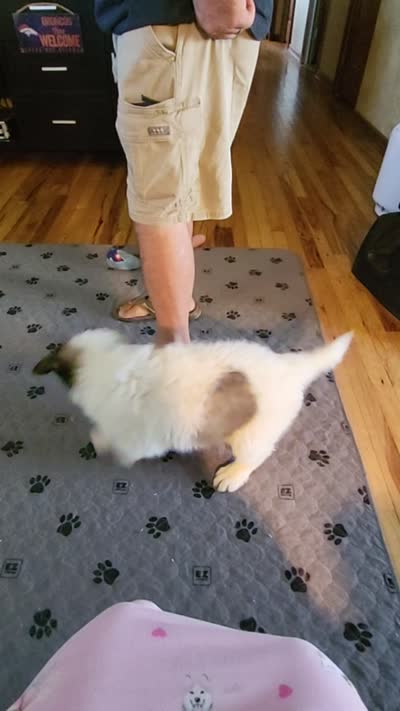 Daisy May, a female Bernese Mountain Dog and Great Pyrenees for sale in Pine, CO – 5 of 5