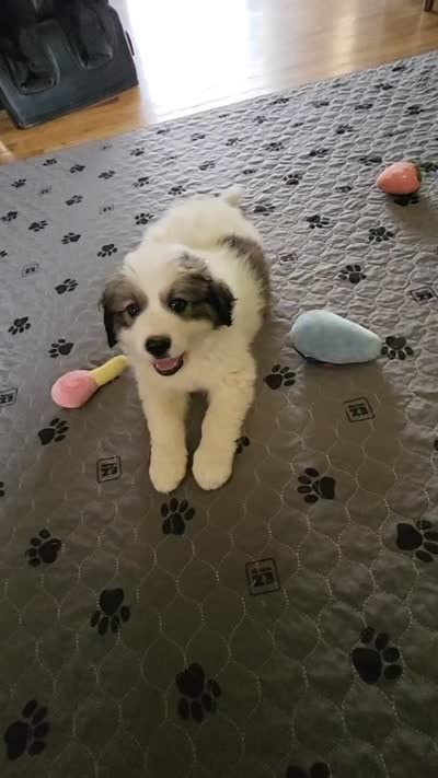 Daisy May, a female Bernese Mountain Dog and Great Pyrenees for sale in Pine, CO – 4 of 4