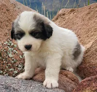 Daisy May, a female Bernese Mountain Dog and Great Pyrenees for sale in Pine, CO – 2 of 4