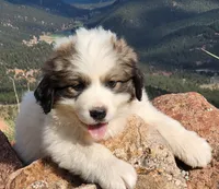 Sweety, a female Bernese Mountain Dog and Great Pyrenees for sale in Pine, CO – 1 of 3