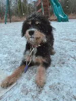 Ophelia (Ophie), a female Miniature Bernedoodle for sale in Jacksonville, NC – Photo 10 of 10