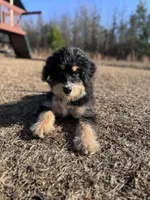 Ophelia (Ophie), a female Miniature Bernedoodle for sale in Jacksonville, NC – Photo 7 of 10