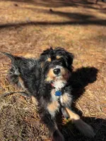 Ophelia (Ophie), a female Miniature Bernedoodle for sale in Jacksonville, NC – Photo 2 of 10